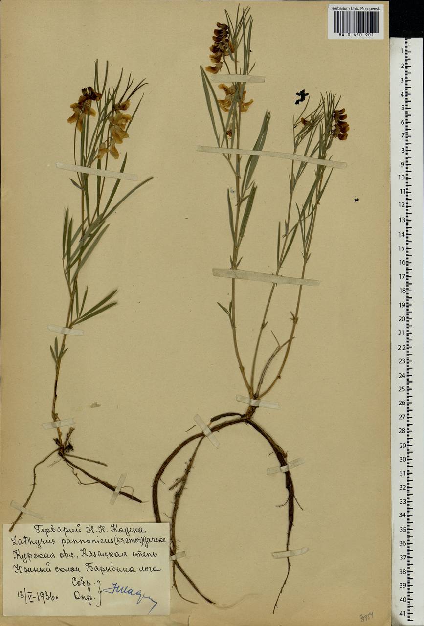 Lathyrus pannonicus (Jacq.)Garcke, Eastern Europe, Central forest-and-steppe region (E6) (Russia)