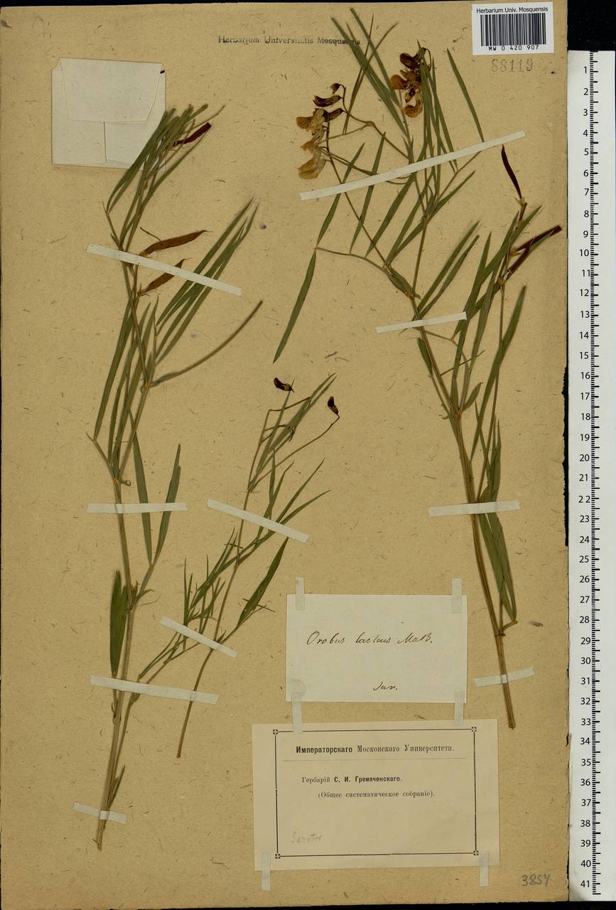 Lathyrus pannonicus (Jacq.) Garcke, Eastern Europe, Lower Volga region (E9) (Russia)
