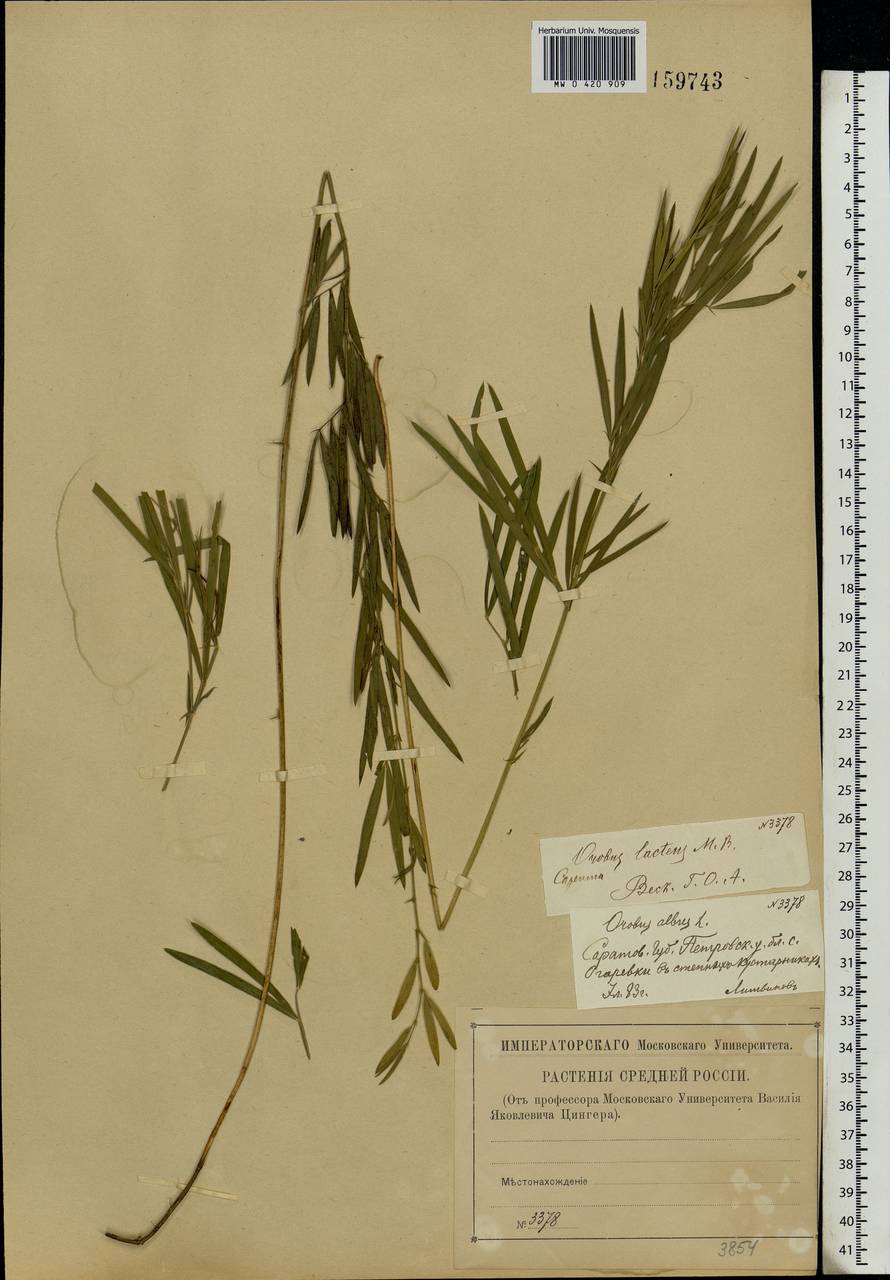 Lathyrus pannonicus (Jacq.)Garcke, Eastern Europe, Lower Volga region (E9) (Russia)