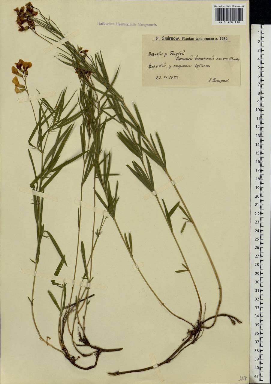 Lathyrus pannonicus (Jacq.) Garcke, Eastern Europe, Lower Volga region (E9) (Russia)