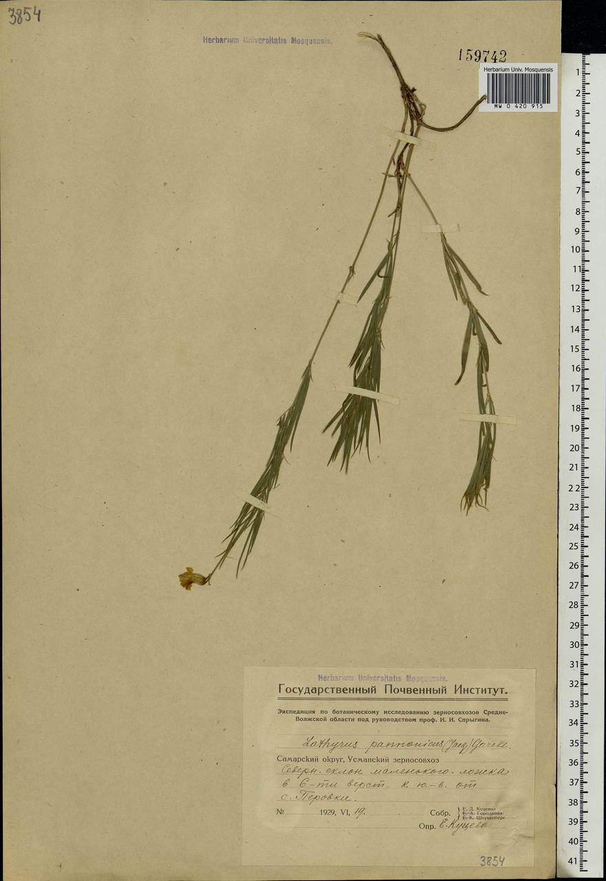 Lathyrus pannonicus (Jacq.)Garcke, Eastern Europe, Middle Volga region (E8) (Russia)