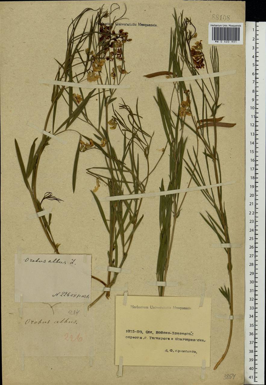 Lathyrus pannonicus (Jacq.)Garcke, Eastern Europe, Rostov Oblast (E12a) (Russia)