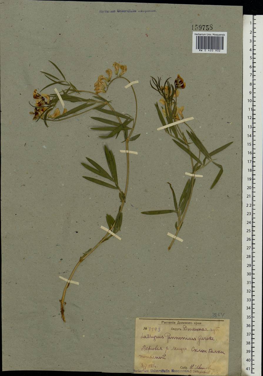 Lathyrus pannonicus (Jacq.) Garcke, Eastern Europe, South Ukrainian region (E12) (Ukraine)