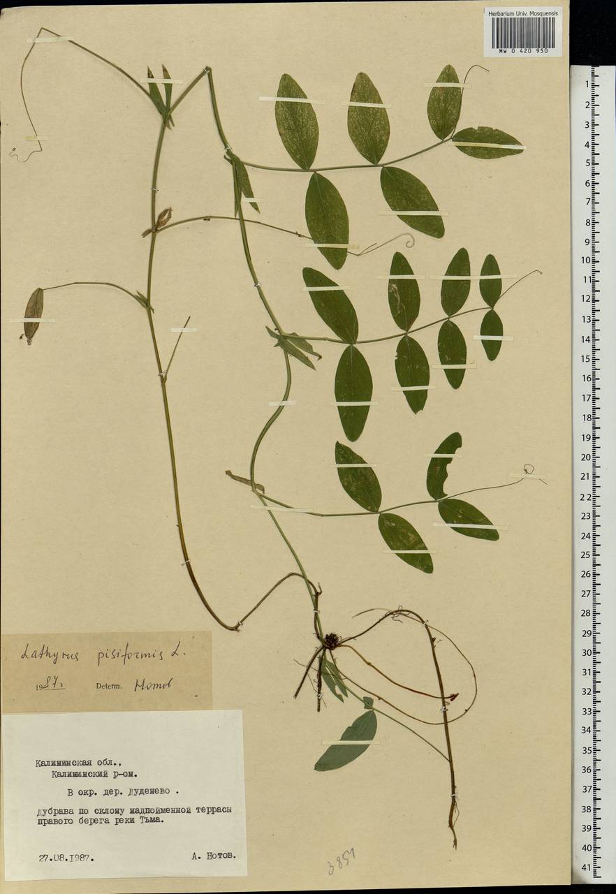 Lathyrus pisiformis L., Eastern Europe, North-Western region (E2) (Russia)