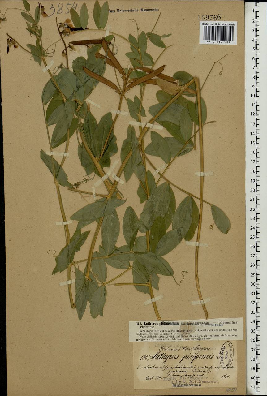 Lathyrus pisiformis L., Eastern Europe, North-Western region (E2) (Russia)