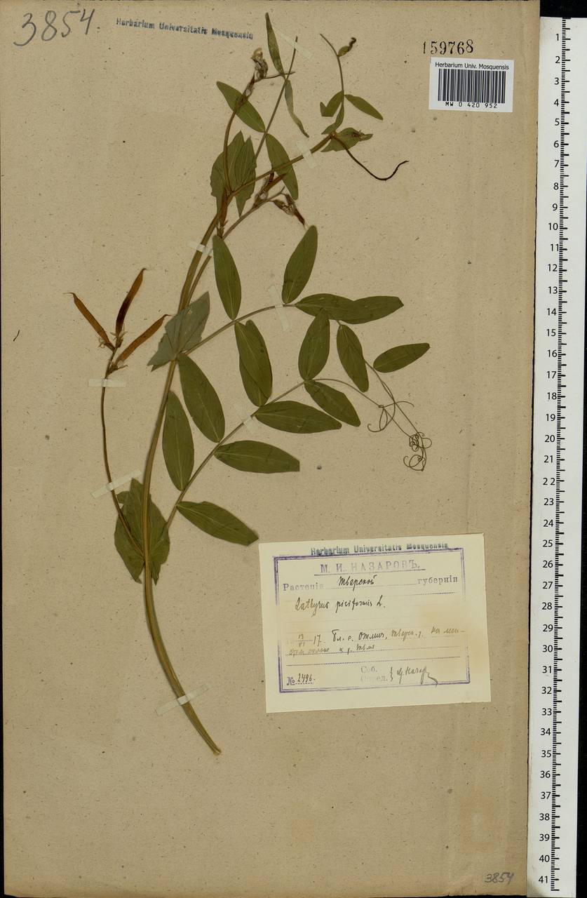 Lathyrus pisiformis L., Eastern Europe, North-Western region (E2) (Russia)