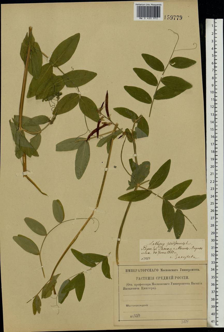 Lathyrus pisiformis L., Eastern Europe, Central region (E4) (Russia)