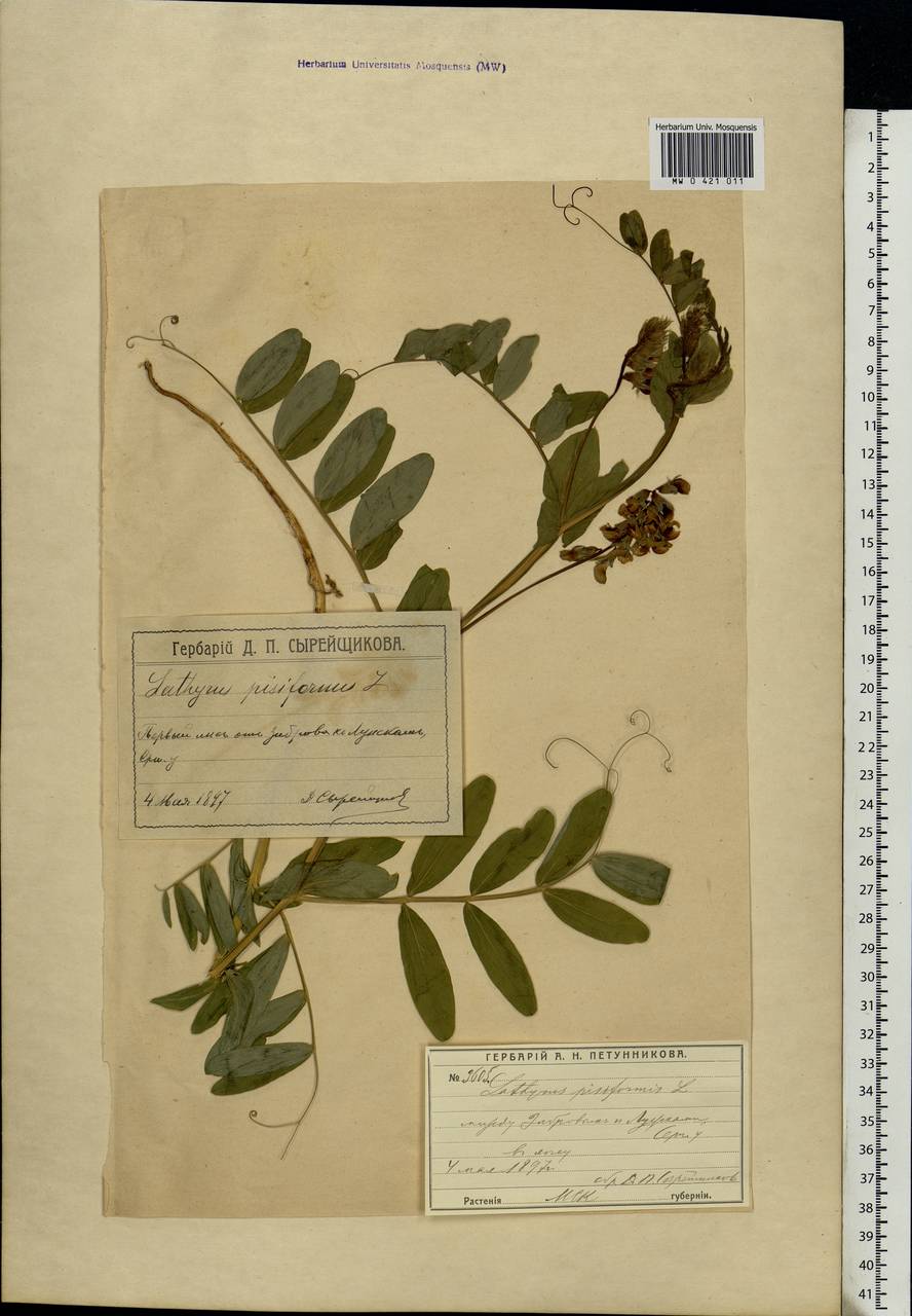 Lathyrus pisiformis L., Eastern Europe, Moscow region (E4a) (Russia)