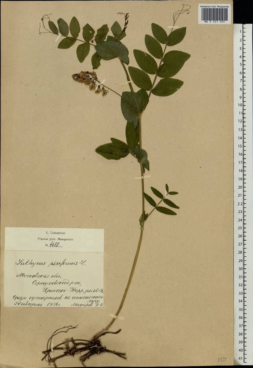 Lathyrus pisiformis L., Eastern Europe, Moscow region (E4a) (Russia)