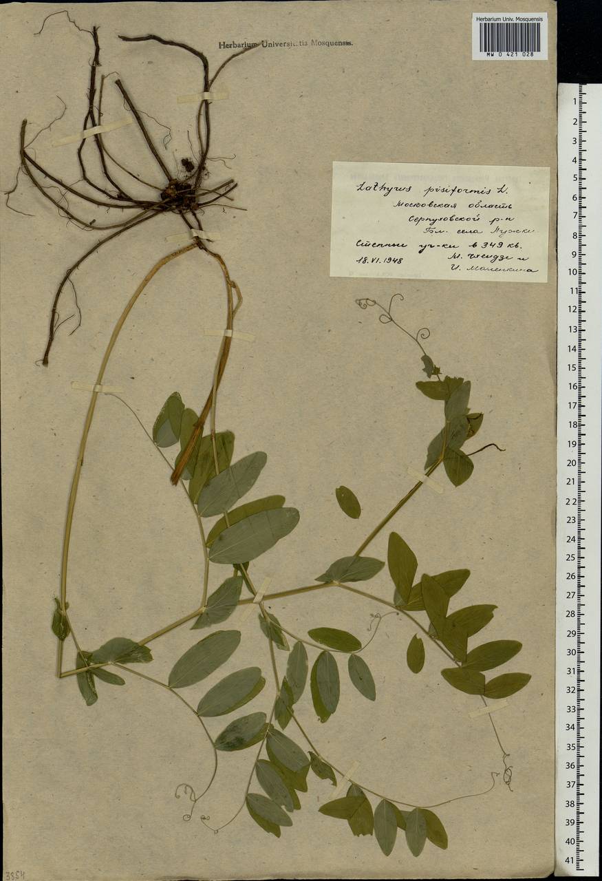 Lathyrus pisiformis L., Eastern Europe, Moscow region (E4a) (Russia)