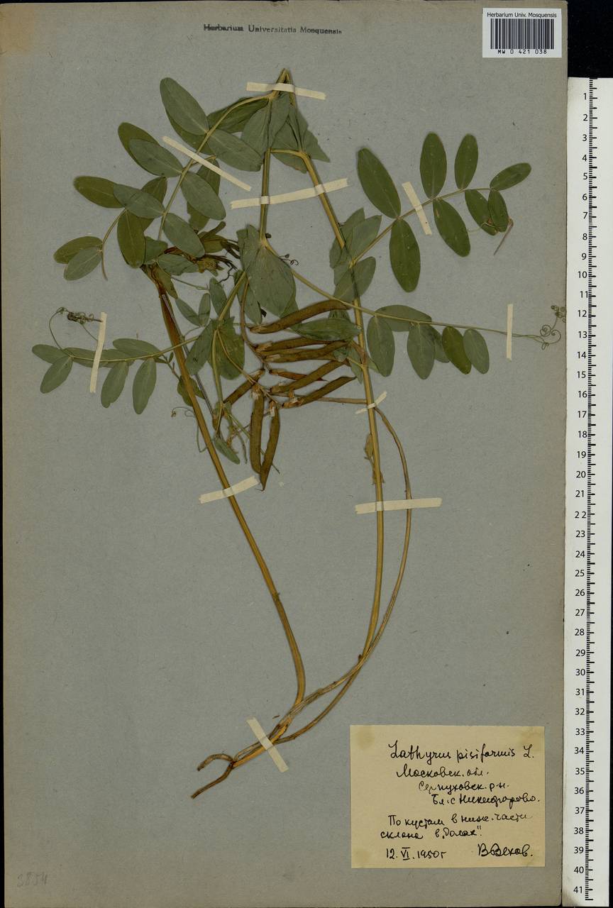 Lathyrus pisiformis L., Eastern Europe, Moscow region (E4a) (Russia)