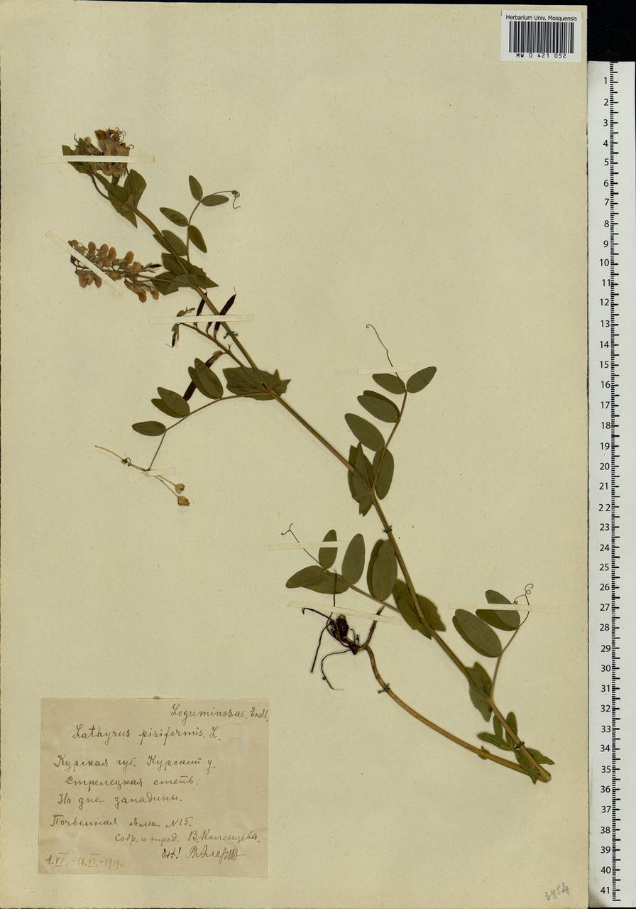 Lathyrus pisiformis L., Eastern Europe, Central forest-and-steppe region (E6) (Russia)