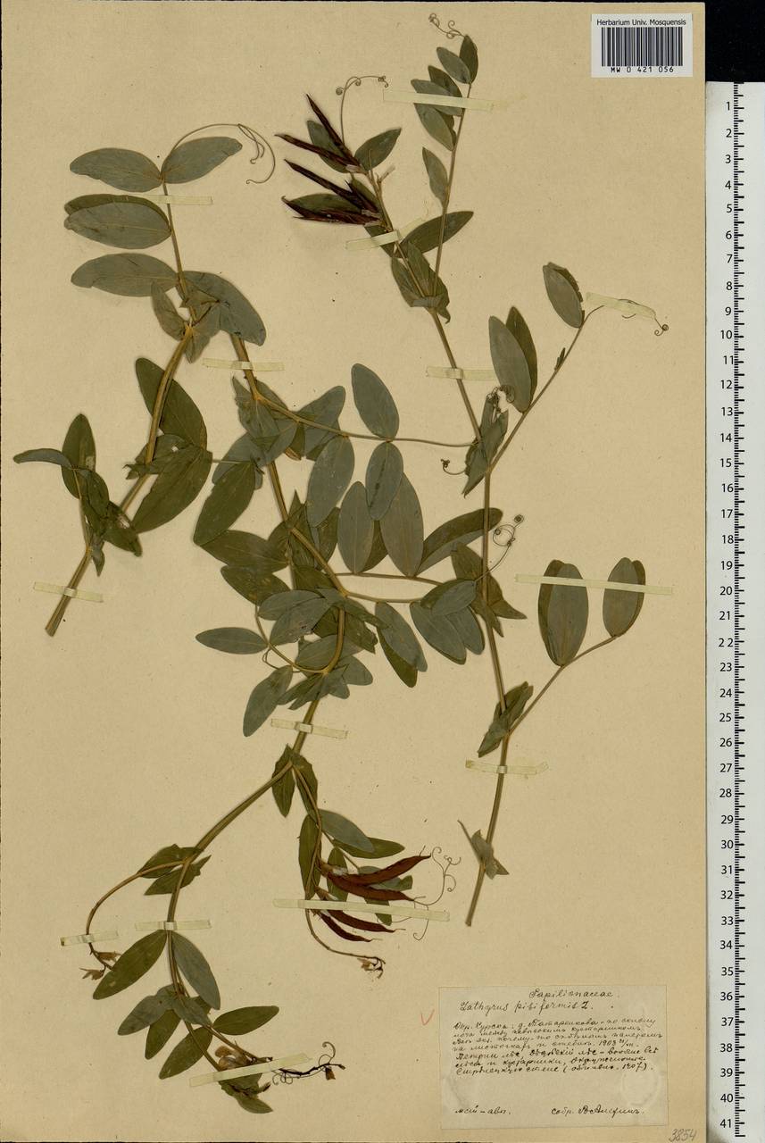 Lathyrus pisiformis L., Eastern Europe, Central forest-and-steppe region (E6) (Russia)