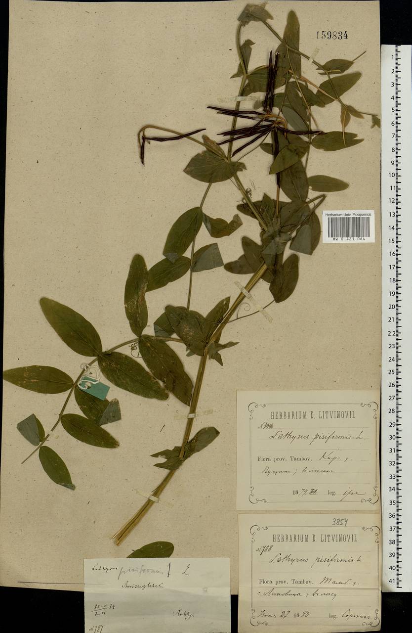 Lathyrus pisiformis L., Eastern Europe, Central forest-and-steppe region (E6) (Russia)