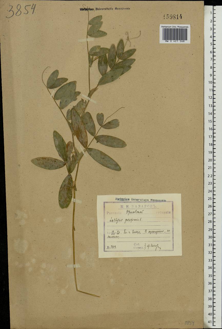 Lathyrus pisiformis L., Eastern Europe, Central forest-and-steppe region (E6) (Russia)
