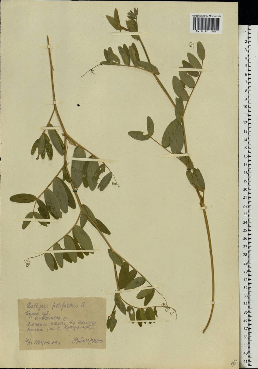 Lathyrus pisiformis L., Eastern Europe, Central forest-and-steppe region (E6) (Russia)