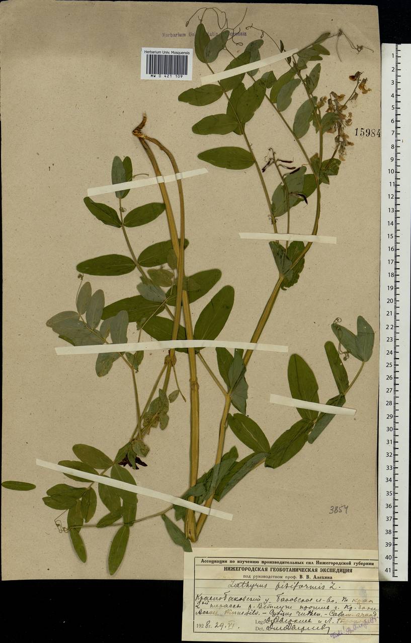 Lathyrus pisiformis L., Eastern Europe, Volga-Kama region (E7) (Russia)