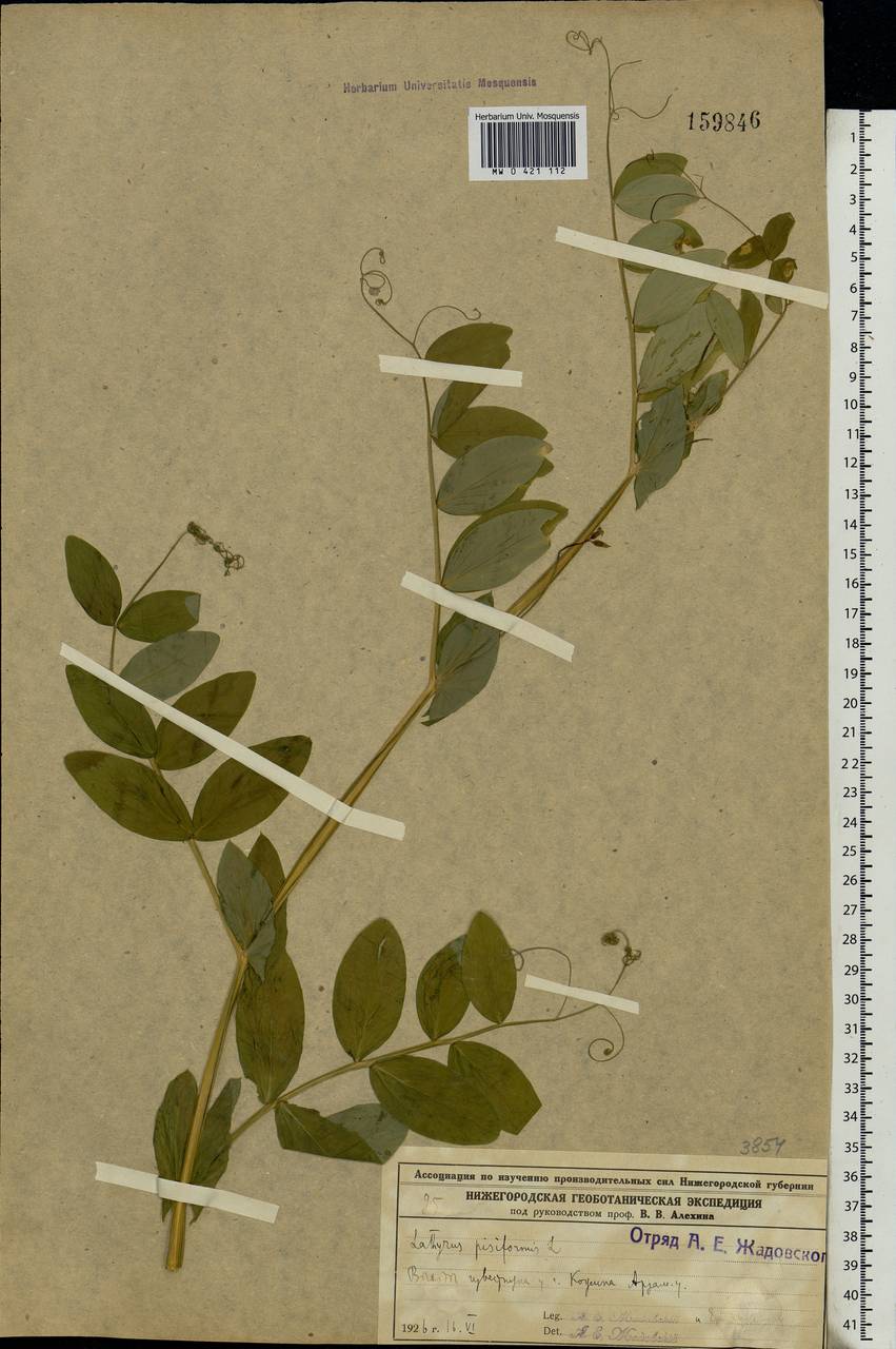 Lathyrus pisiformis L., Eastern Europe, Volga-Kama region (E7) (Russia)