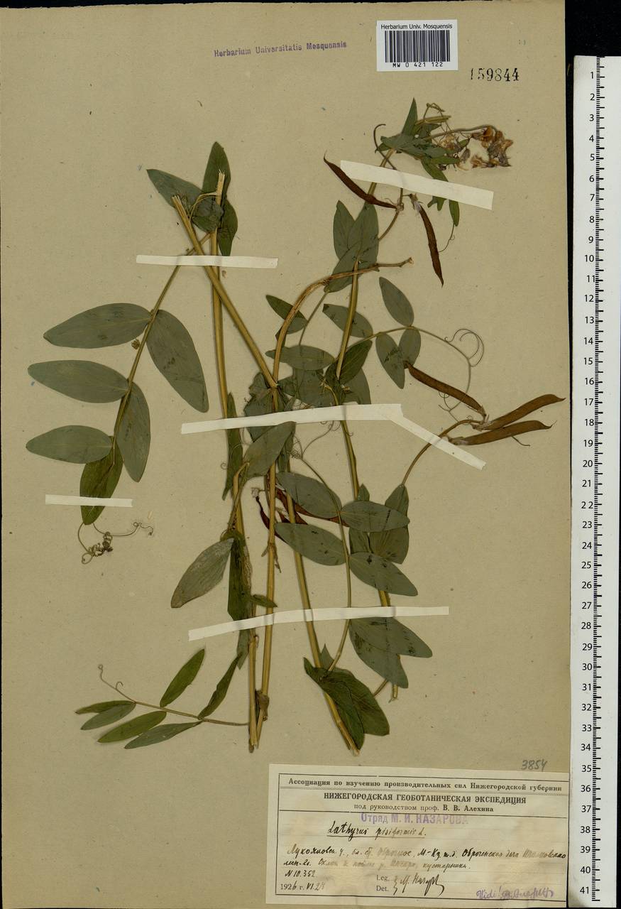 Lathyrus pisiformis L., Eastern Europe, Middle Volga region (E8) (Russia)