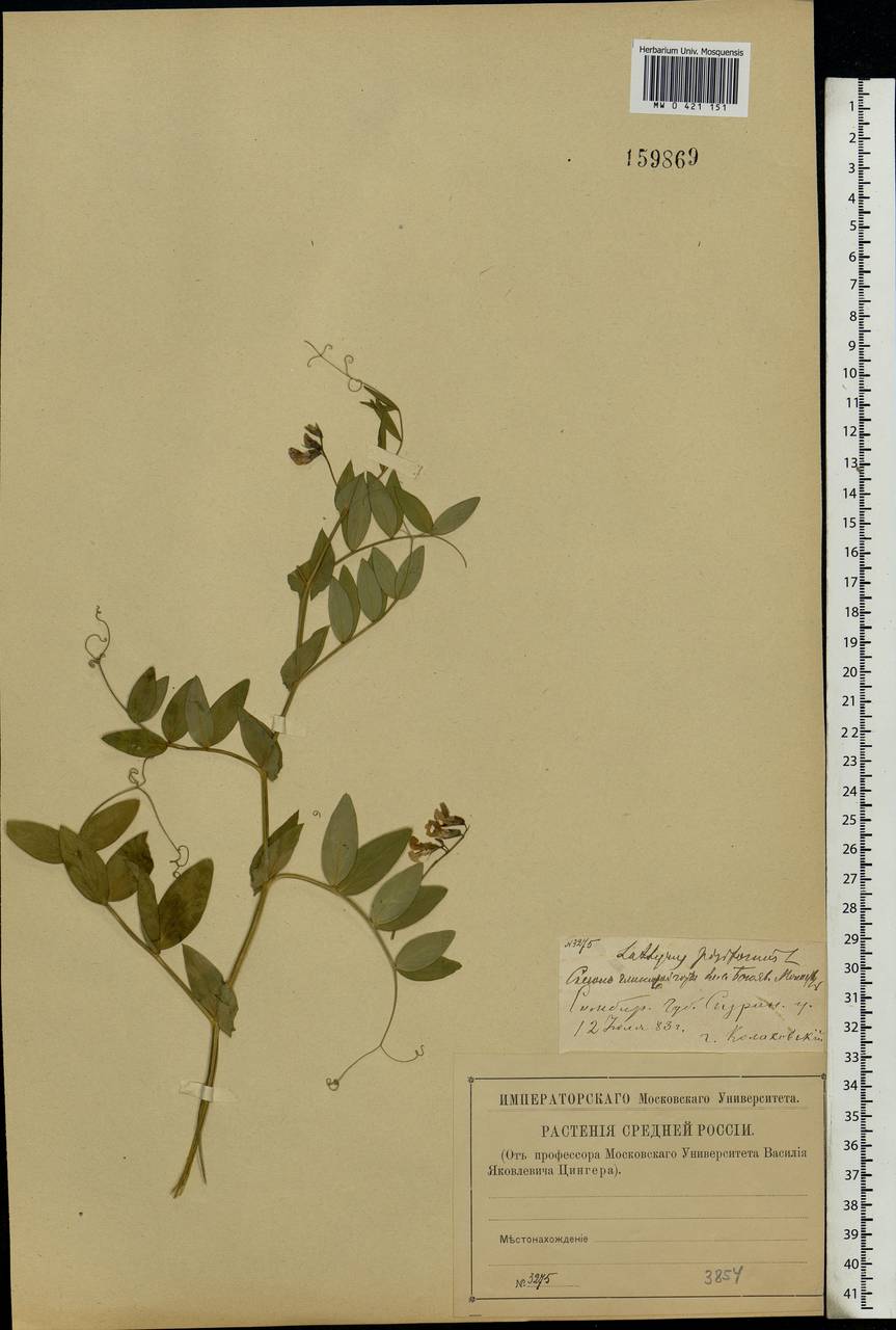 Lathyrus pisiformis L., Eastern Europe, Middle Volga region (E8) (Russia)