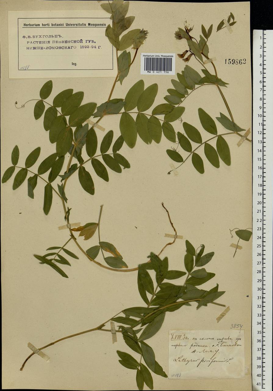 Lathyrus pisiformis L., Eastern Europe, Middle Volga region (E8) (Russia)