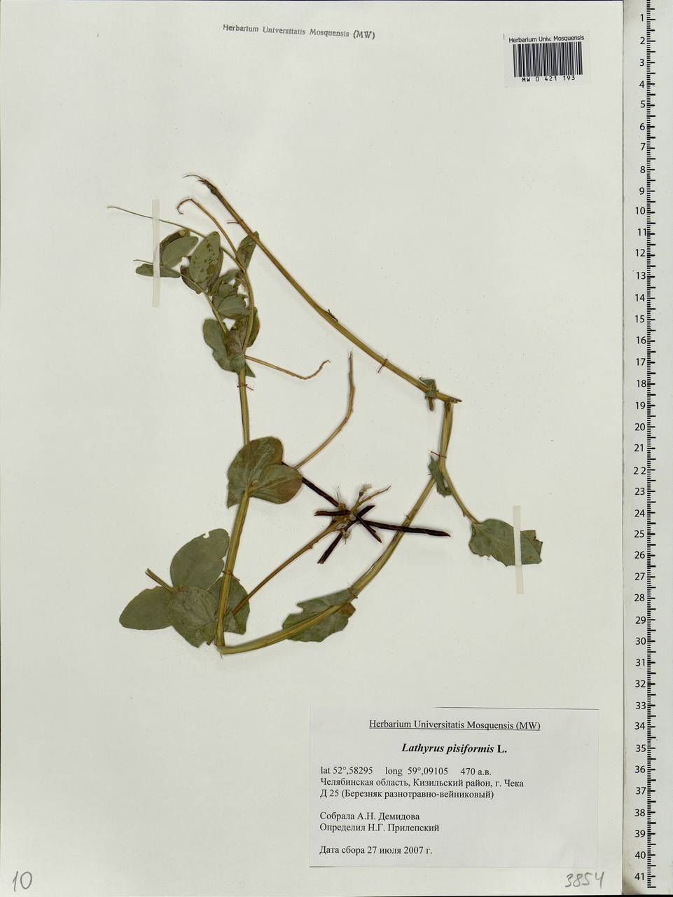 Lathyrus pisiformis L., Eastern Europe, Eastern region (E10) (Russia)