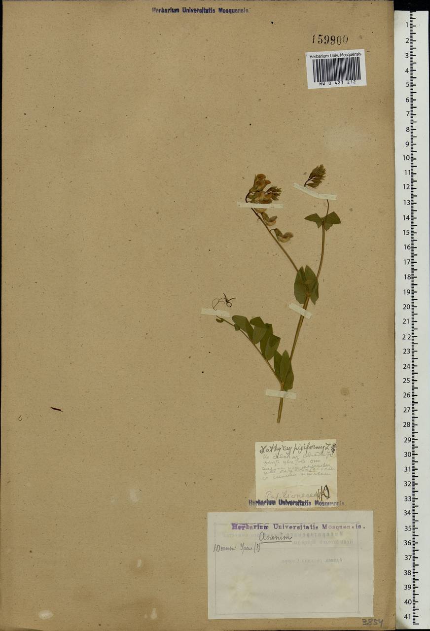 Lathyrus pisiformis L., Eastern Europe, Eastern region (E10) (Russia)