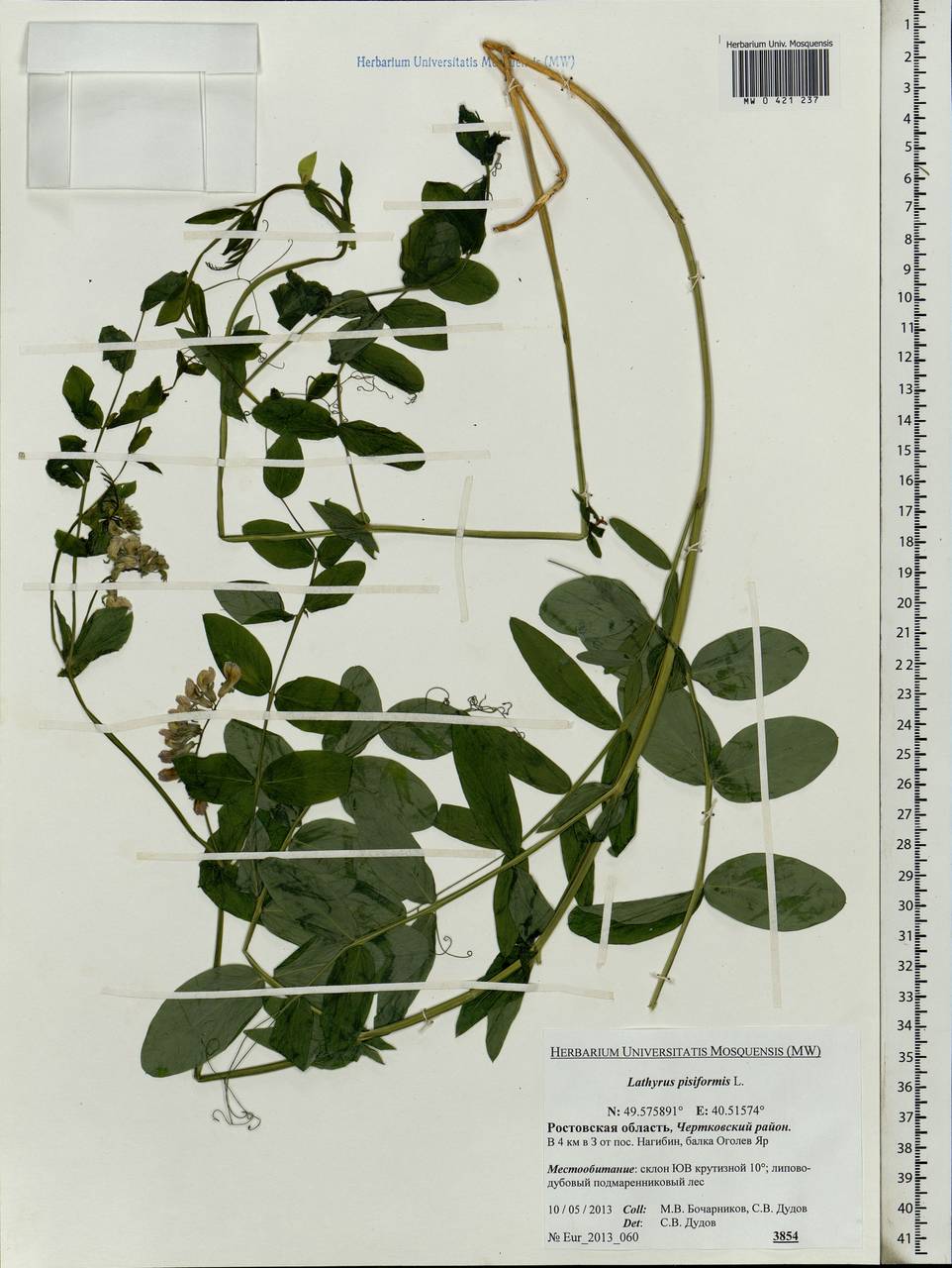 Lathyrus pisiformis L., Eastern Europe, Rostov Oblast (E12a) (Russia)