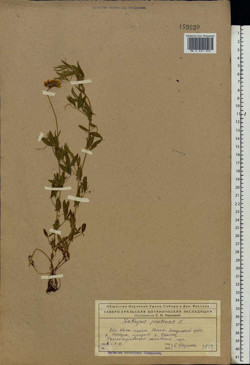 Lathyrus pratensis L., Eastern Europe, Northern region (E1) (Russia)