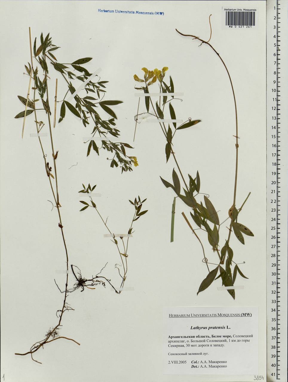 Lathyrus pratensis L., Eastern Europe, Northern region (E1) (Russia)