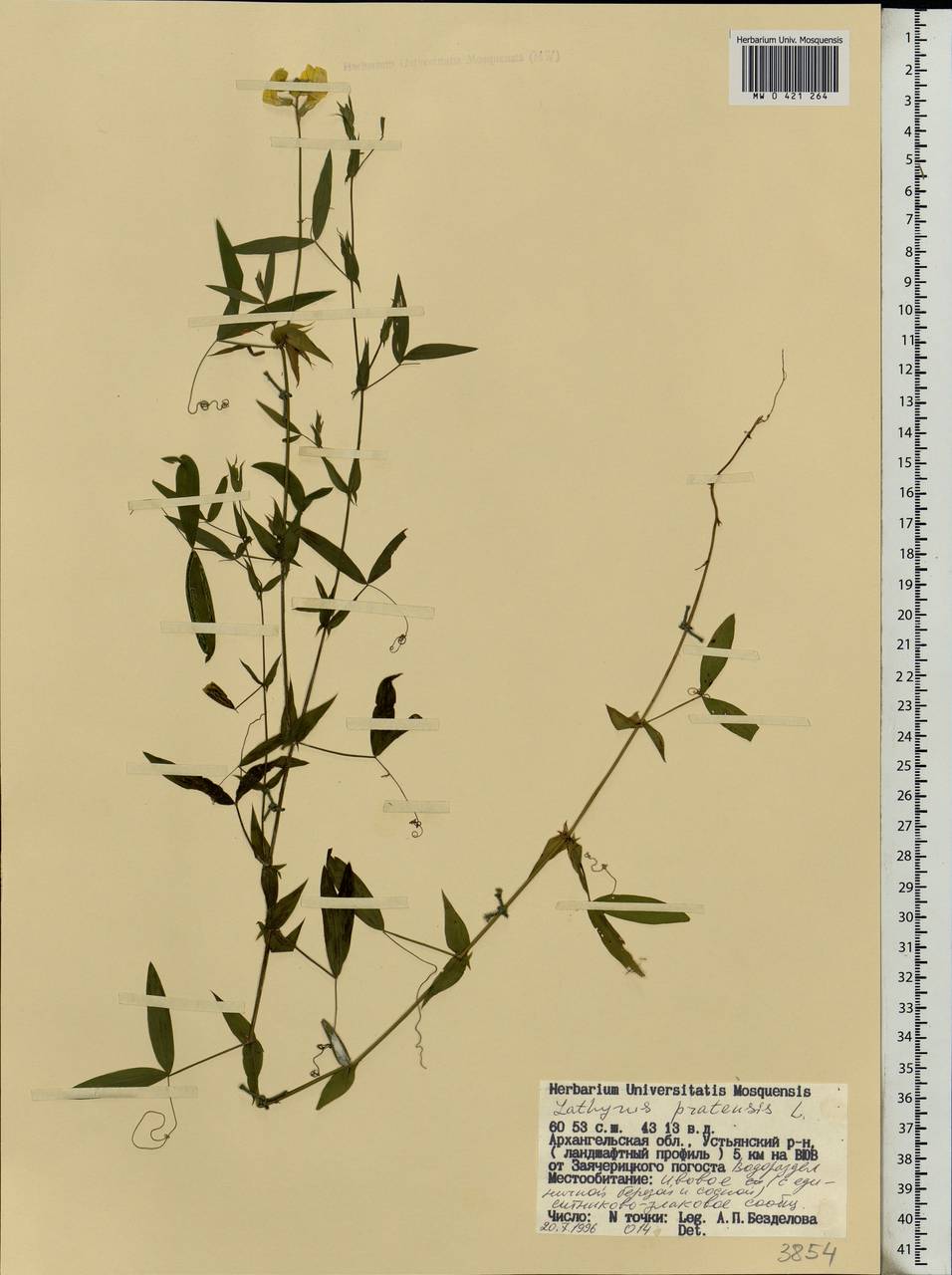 Lathyrus pratensis L., Eastern Europe, Northern region (E1) (Russia)