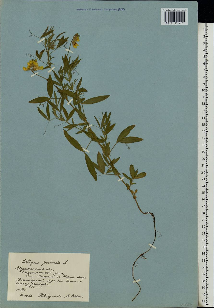 Lathyrus pratensis L., Eastern Europe, Northern region (E1) (Russia)