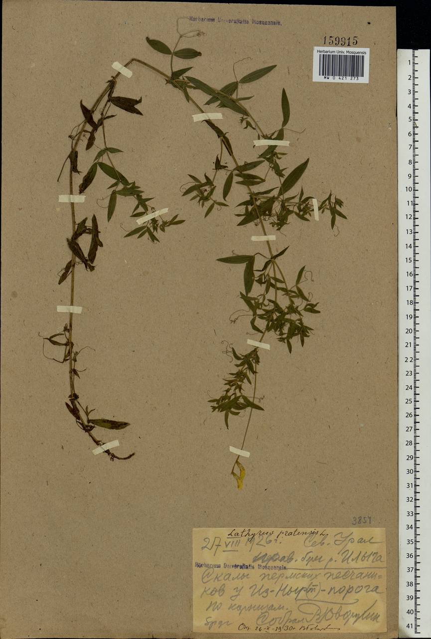 Lathyrus pratensis L., Eastern Europe, Northern region (E1) (Russia)