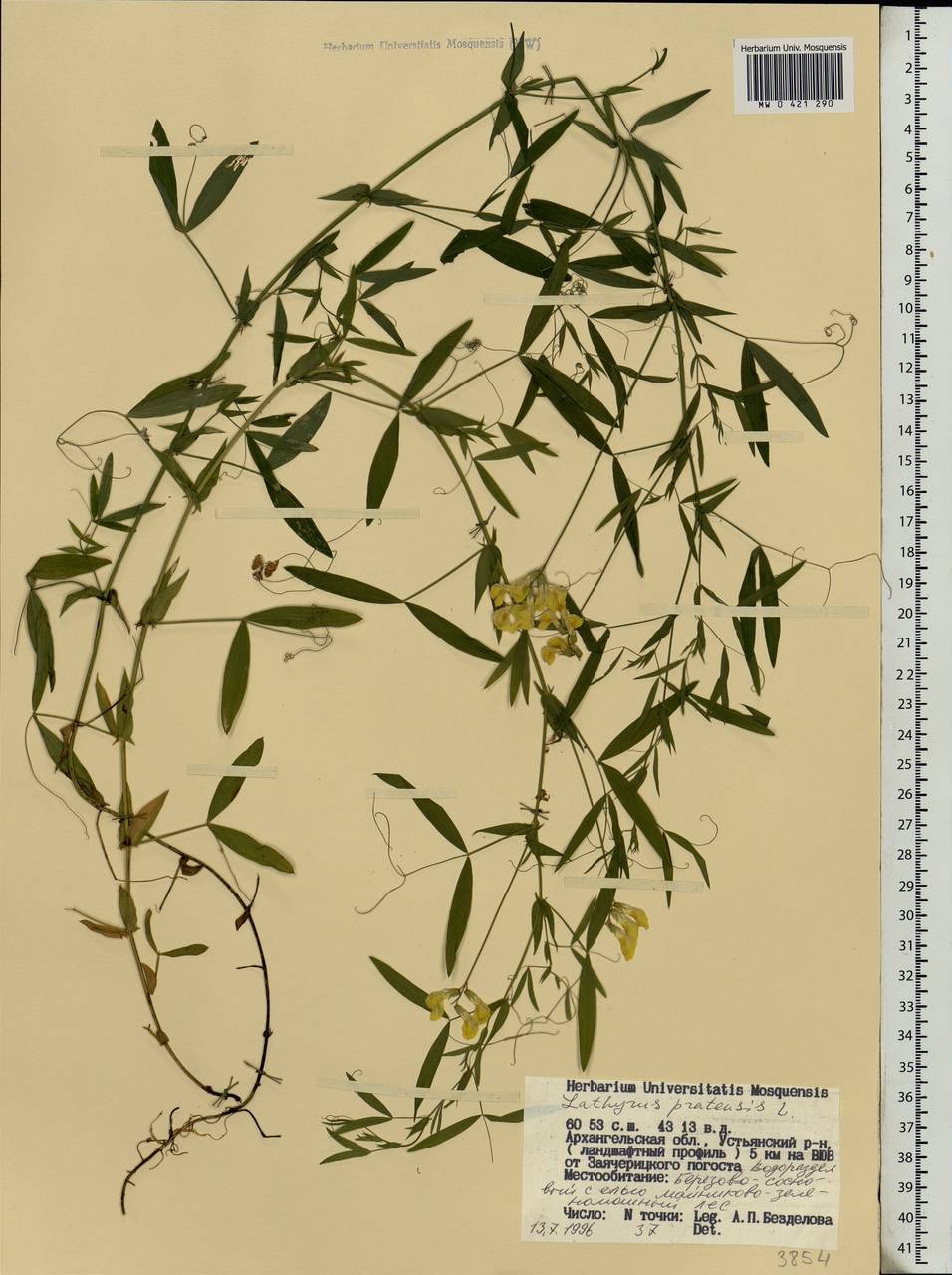 Lathyrus pratensis L., Eastern Europe, Northern region (E1) (Russia)