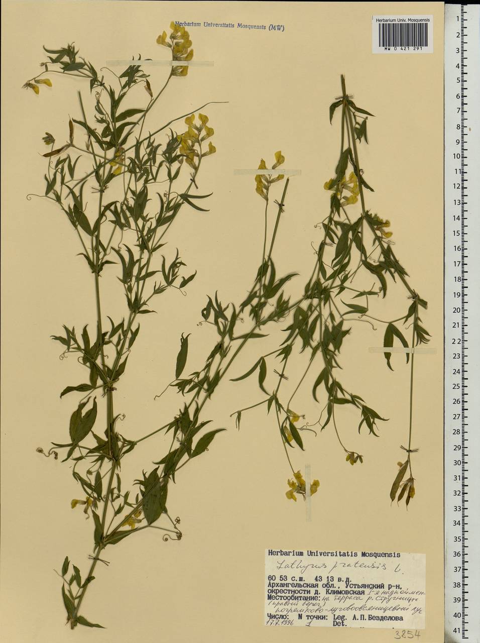 Lathyrus pratensis L., Eastern Europe, Northern region (E1) (Russia)