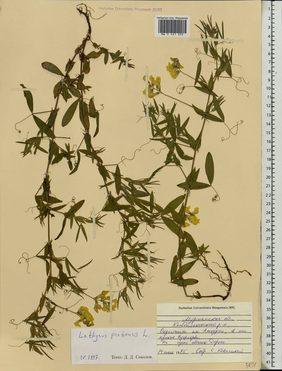 Lathyrus pratensis L., Eastern Europe, Northern region (E1) (Russia)