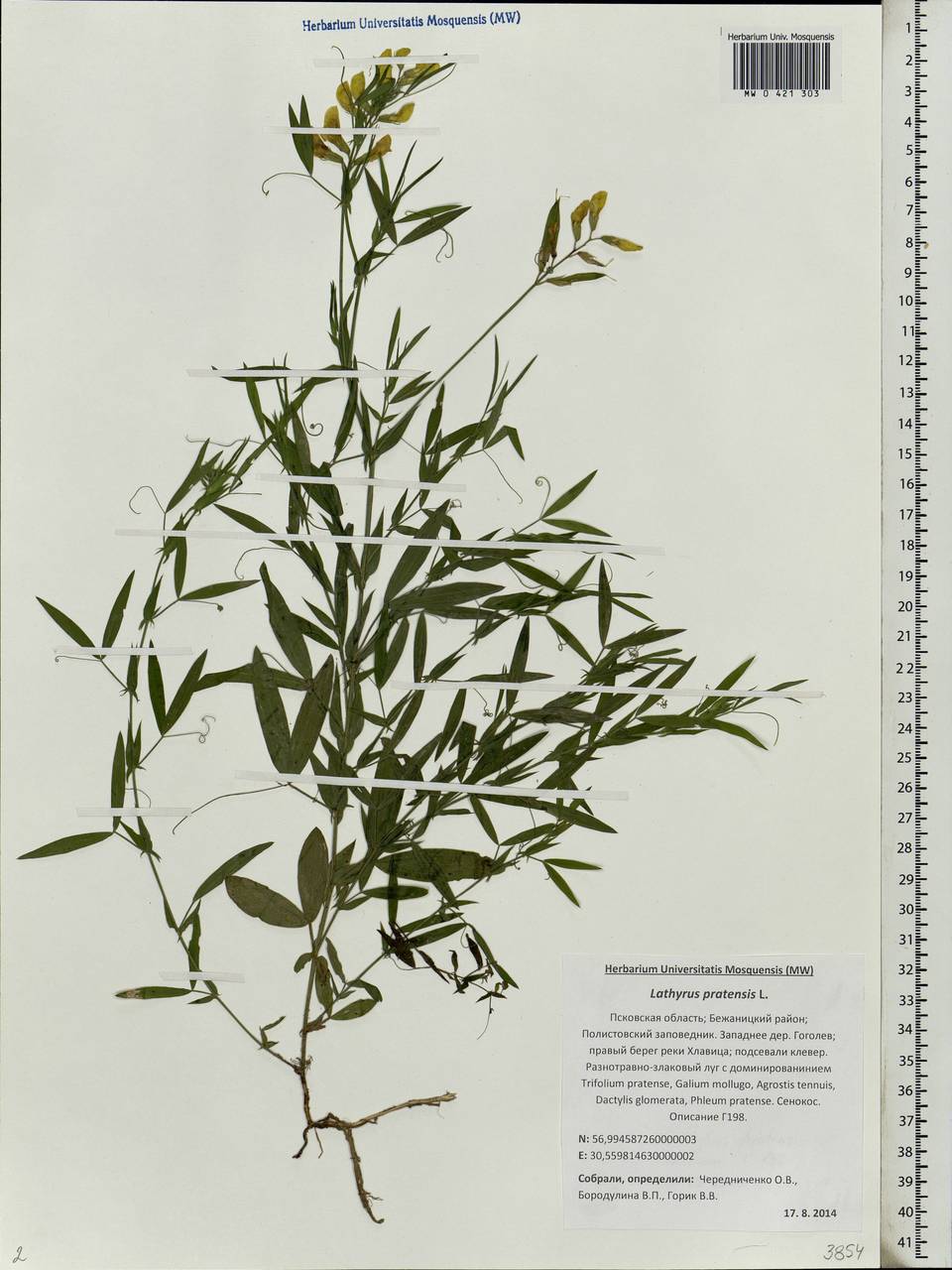Lathyrus pratensis L., Eastern Europe, North-Western region (E2) (Russia)