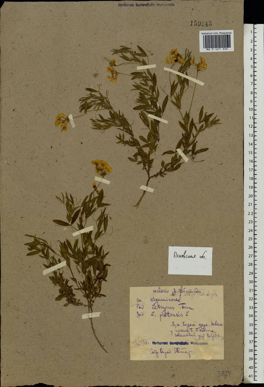 Lathyrus pratensis L., Eastern Europe, North-Western region (E2) (Russia)
