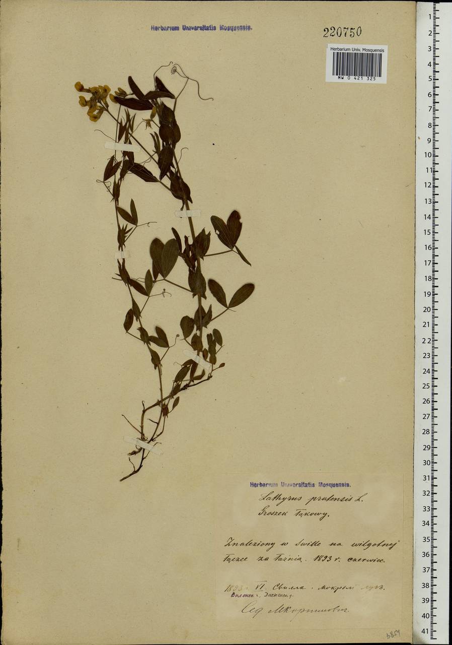 Lathyrus pratensis L., Eastern Europe, Belarus (E3a) (Belarus)