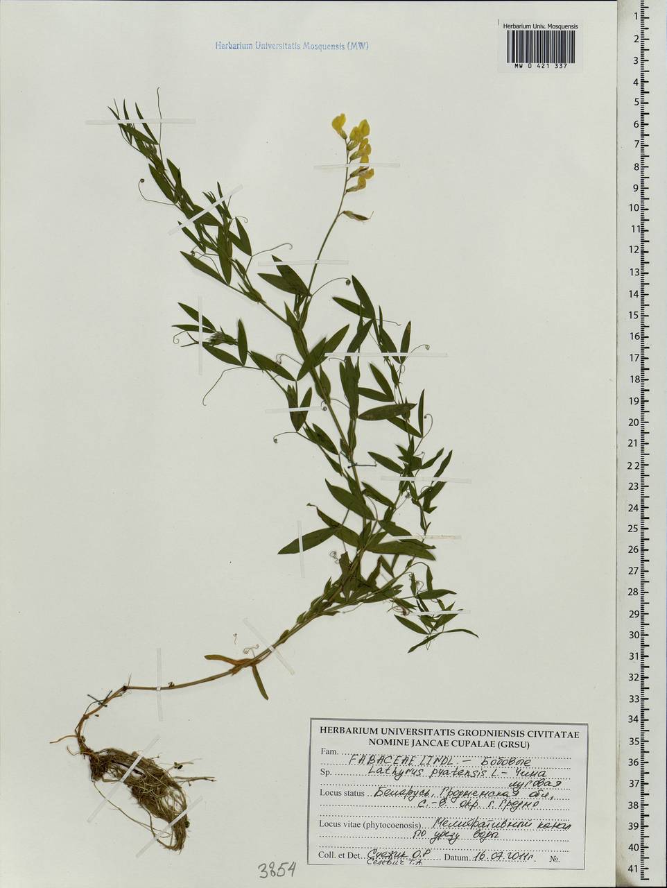 Lathyrus pratensis L., Eastern Europe, Belarus (E3a) (Belarus)