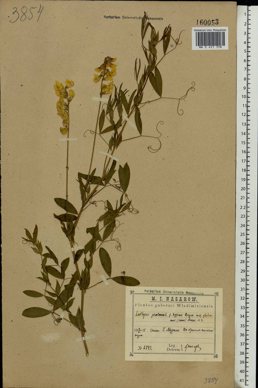 Lathyrus pratensis L., Eastern Europe, Central region (E4) (Russia)