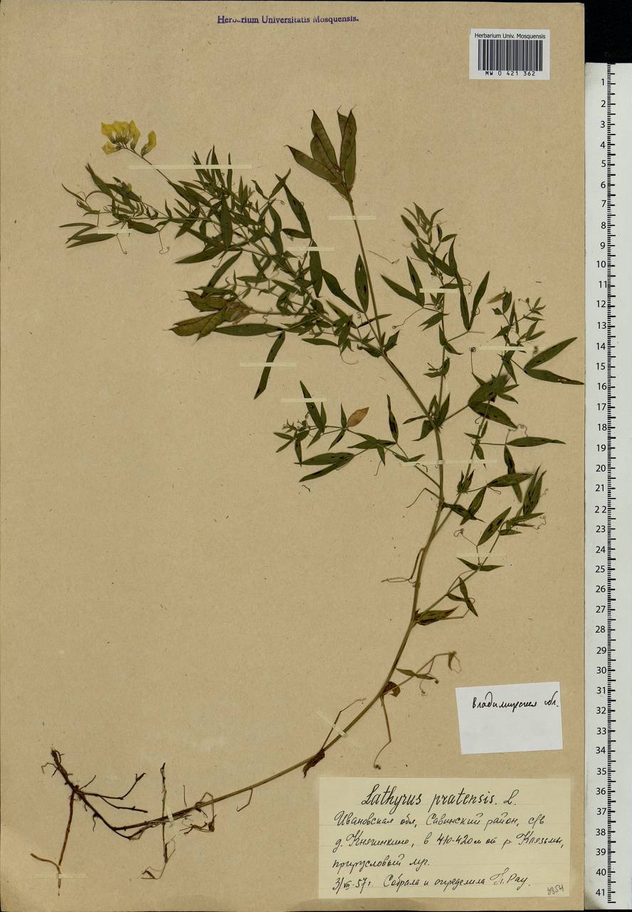 Lathyrus pratensis L., Eastern Europe, Central region (E4) (Russia)