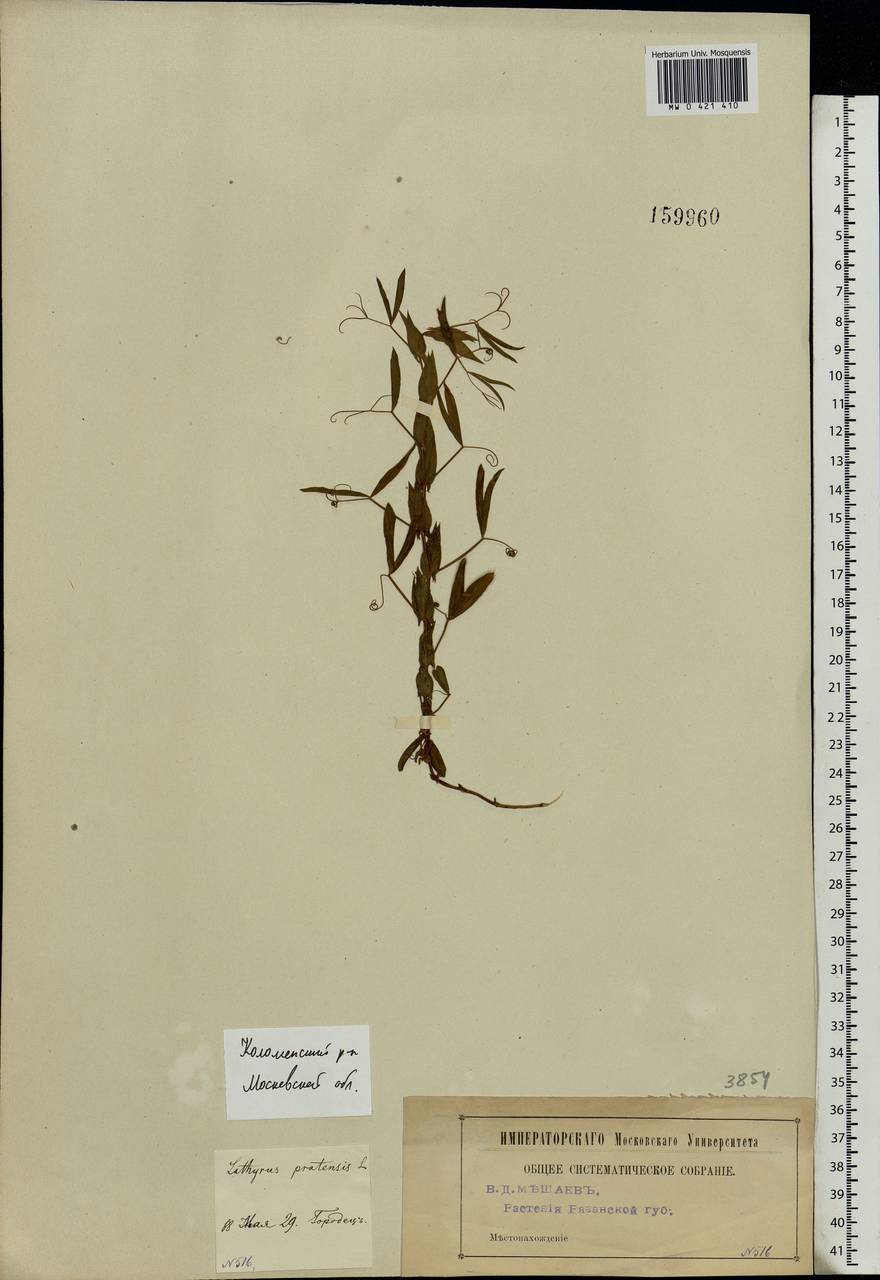 Lathyrus pratensis L., Eastern Europe, Moscow region (E4a) (Russia)