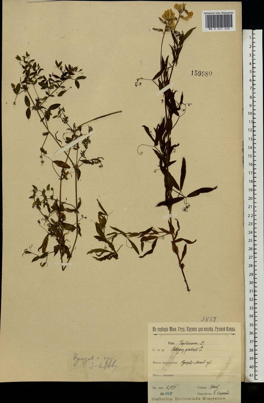 Lathyrus pratensis L., Eastern Europe, Moscow region (E4a) (Russia)