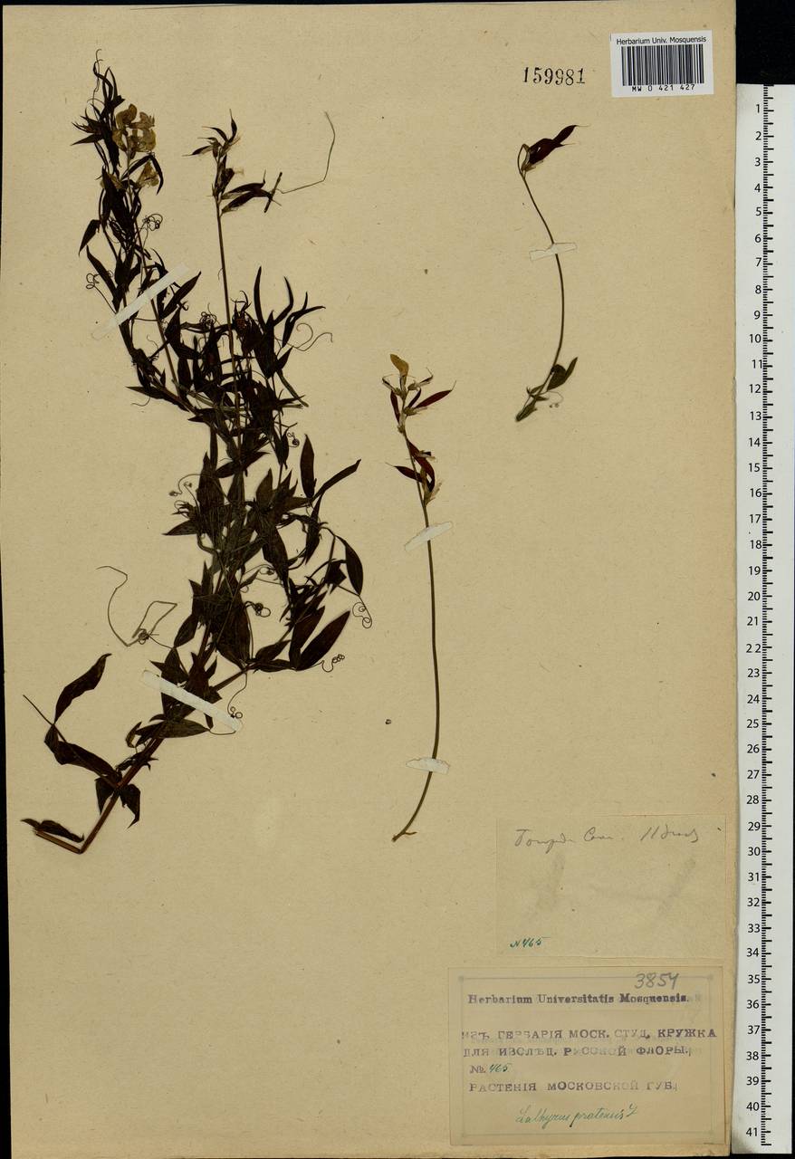 Lathyrus pratensis L., Eastern Europe, Moscow region (E4a) (Russia)