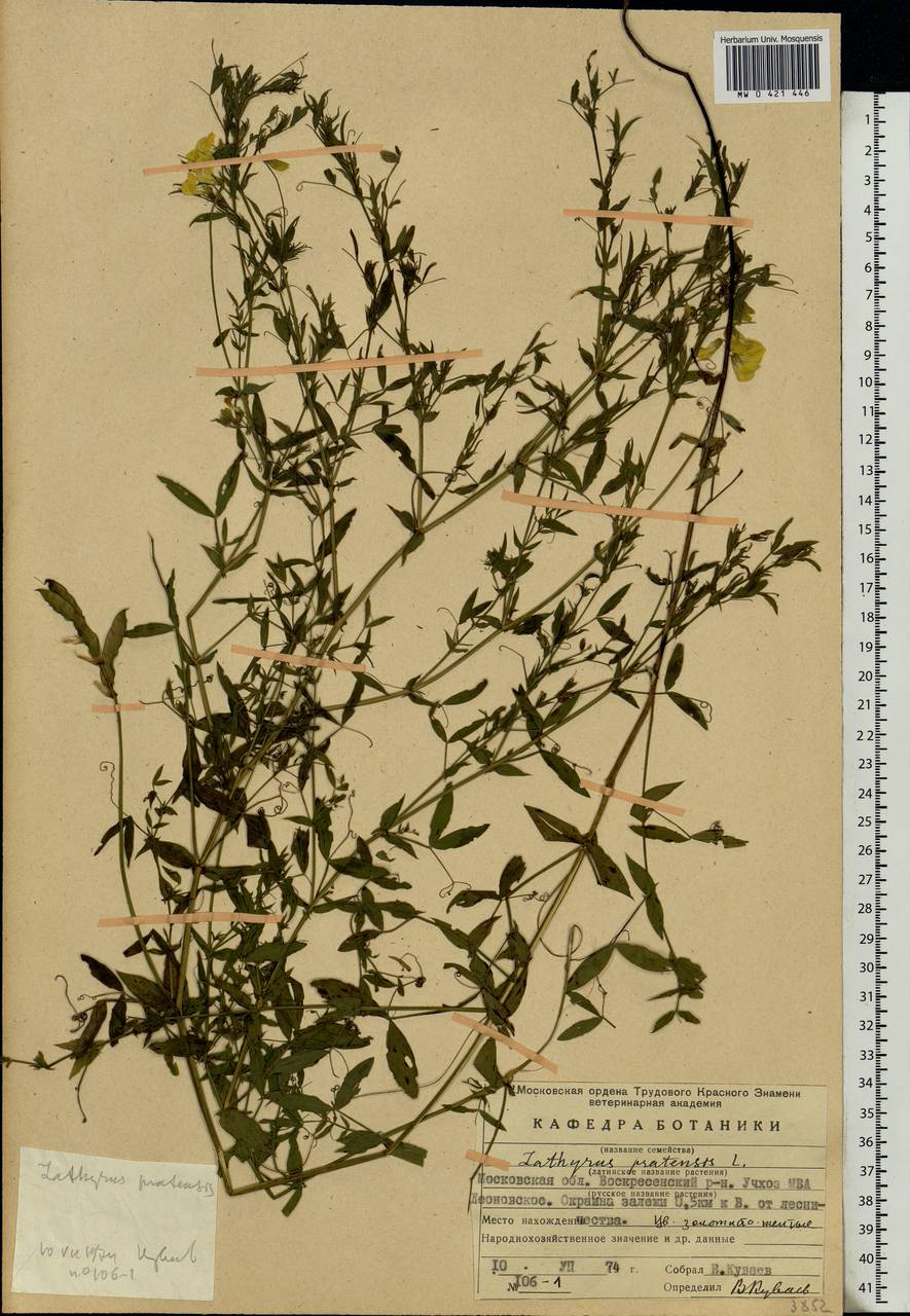 Lathyrus pratensis L., Eastern Europe, Moscow region (E4a) (Russia)