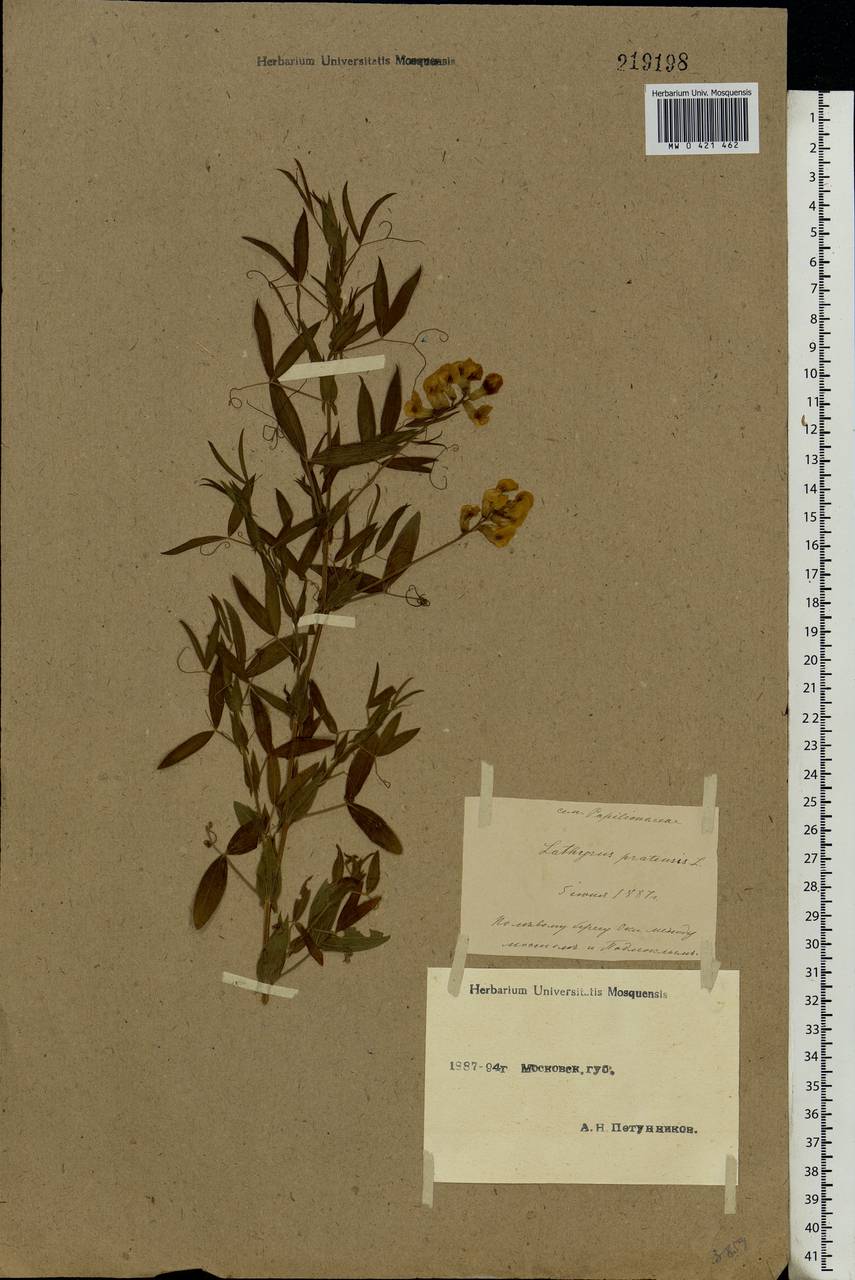 Lathyrus pratensis L., Eastern Europe, Moscow region (E4a) (Russia)