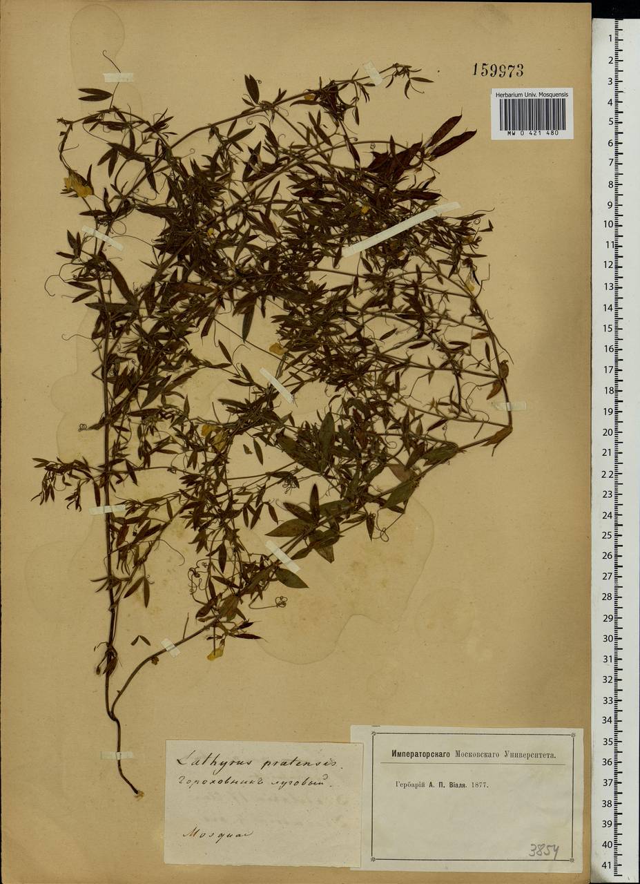 Lathyrus pratensis L., Eastern Europe, Moscow region (E4a) (Russia)