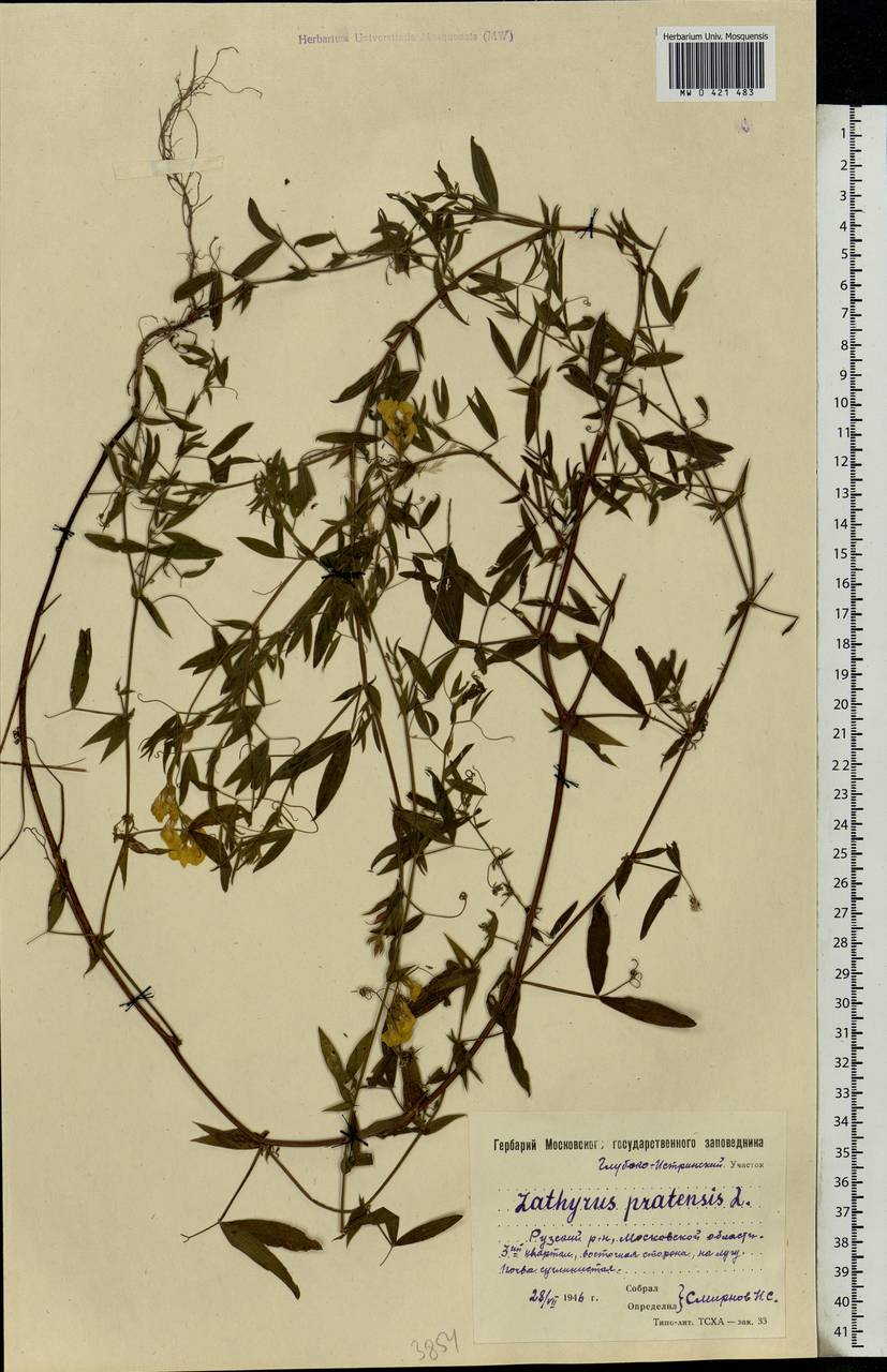 Lathyrus pratensis L., Eastern Europe, Moscow region (E4a) (Russia)