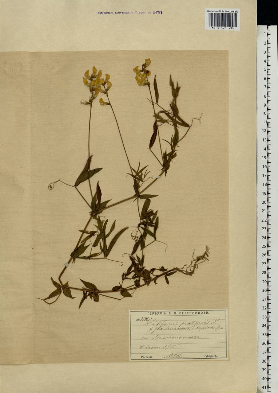 Lathyrus pratensis L., Eastern Europe, Moscow region (E4a) (Russia)